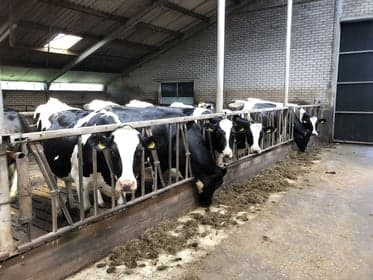 Spring-in-'t-Veld foto 5