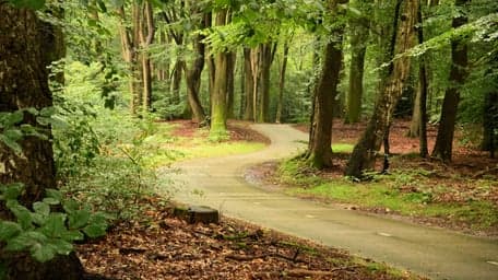 Prokino Buitenbos POV foto 6