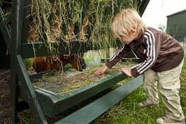 Agrarische Kinderopvang Reggekrummel foto 9