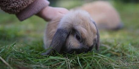 De Wiebelwagen B.V. foto 10