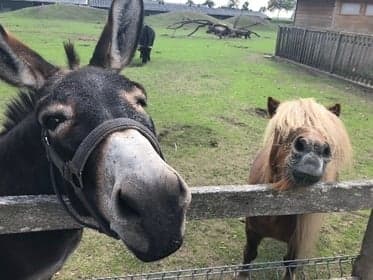 Agrarisch kinderdagverblijf Knorretje v.o.f. foto 10