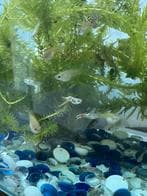 Guppie foto 6