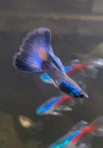 Guppie foto 7