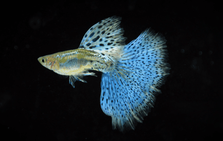 Guppie foto 9