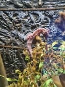 't Zeepaardje foto 4