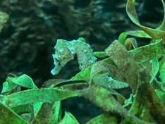 't Zeepaardje foto 7