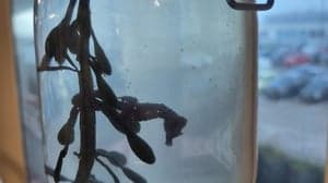 't Zeepaardje foto 8