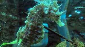 't Zeepaardje foto 9