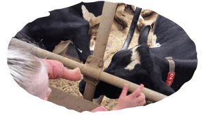 BSO Buiten Zijn! foto 5