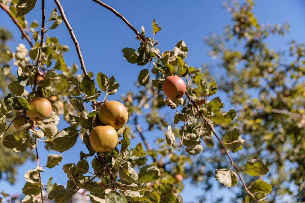 De Aventurijn foto 4