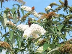 Het Vlinderhoekie foto 9