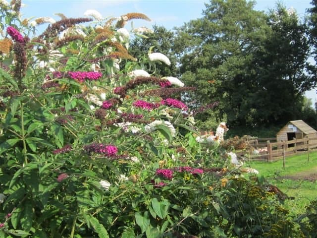 Het Vlinderhoekie foto 10