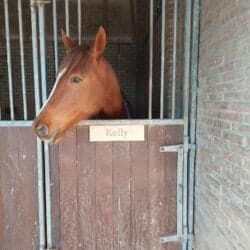 Boerderij de Boterbloem, het Wespennest 2