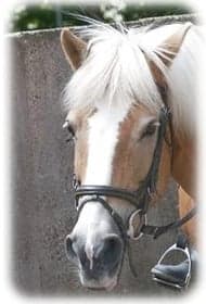 Boerderij de Boterbloem, het Wespennest foto 6