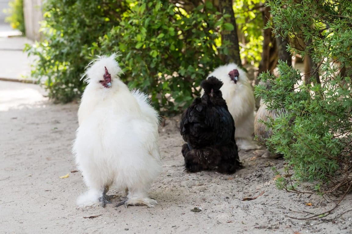 Vlietkinderen Kajuit foto 4