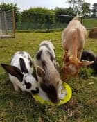 KDV De Speelboerderij foto 10