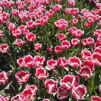 Kleinschalige Kinderopvang DynDei foto 6