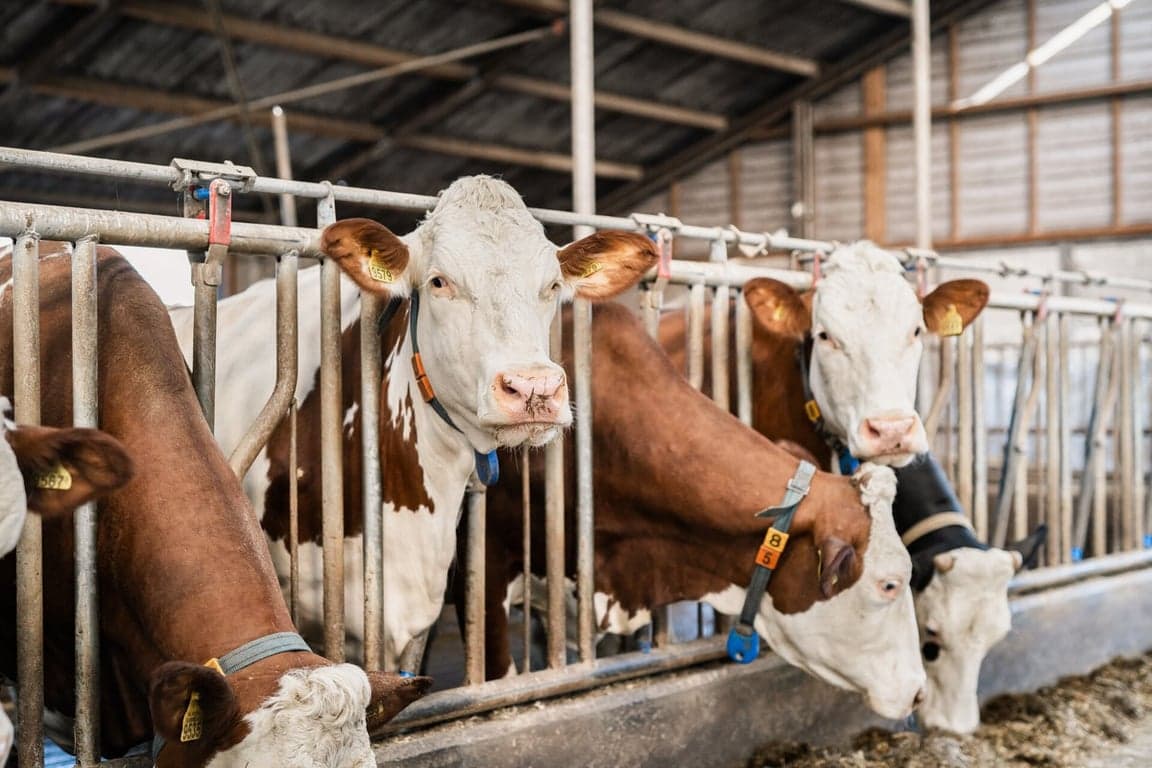 Kinderdagverblijf Hoeve Ruitenbeek B.V. foto 4