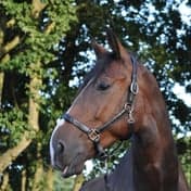 Ruitersport BSO De Vrijbuiters foto 4