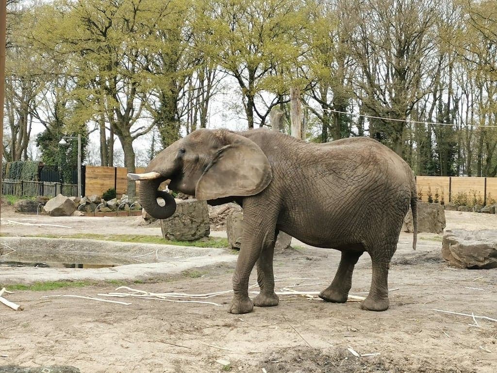 Peuteropvang De Olifant 2