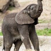 Peuteropvang De Olifant 3