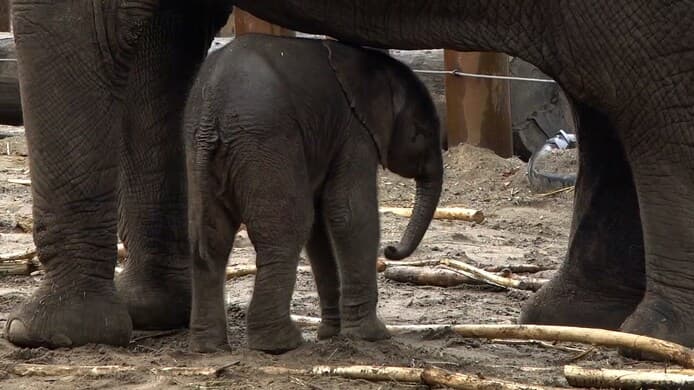 Peuteropvang De Olifant foto 8