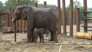 Peuteropvang De Olifant foto 10