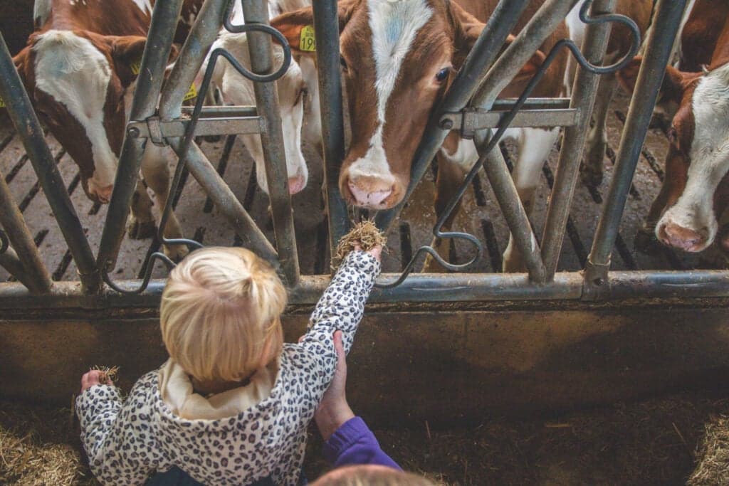 de Mukkenstal foto 6