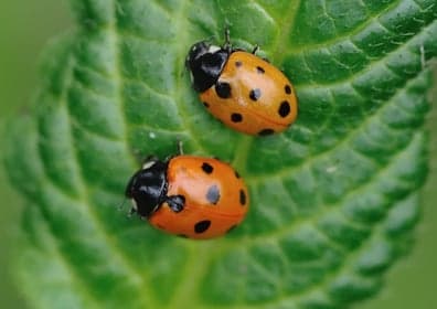 Lieveheersbeestje foto 4