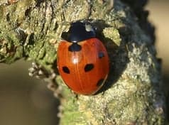 Lieveheersbeestje foto 6