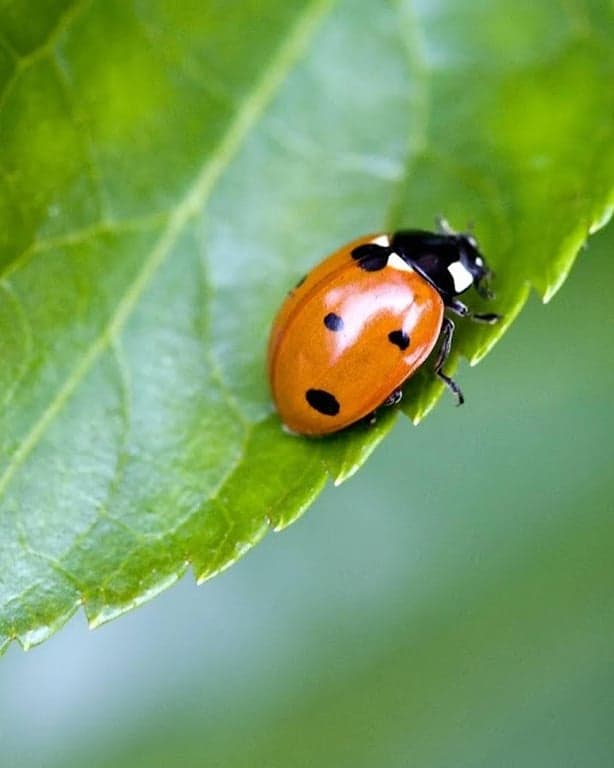 Lieveheersbeestje foto 7