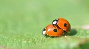 Lieveheersbeestje foto 8