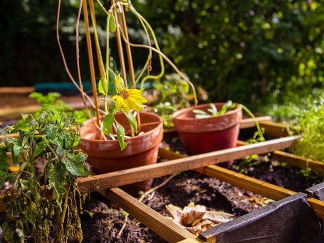 Basker - Vondelpark foto 5