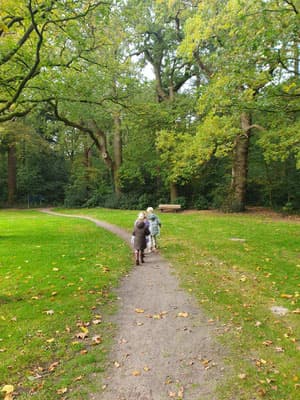 BSO de Paardenbloem 2