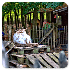 Kinderdagverblijf De Vlieger foto 10