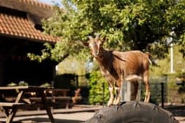 Boerderij kinderopvang Reeshoeve