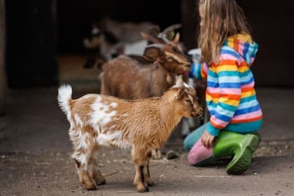 Boerderij kinderopvang Reeshoeve 3