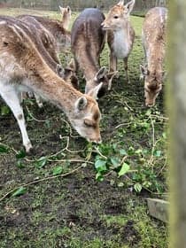 De Gekke Geit foto 5